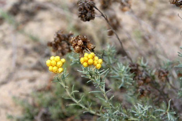 Helichrysum stoechas - Asteraceae