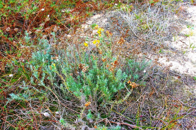 Helichrysum stoechas - Asteraceae