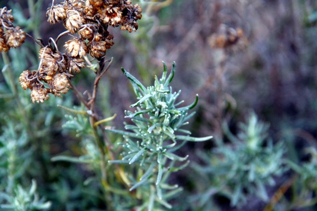 Helichrysum stoechas - Asteraceae