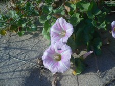 Calystegia soldanella - Convolvulaceae