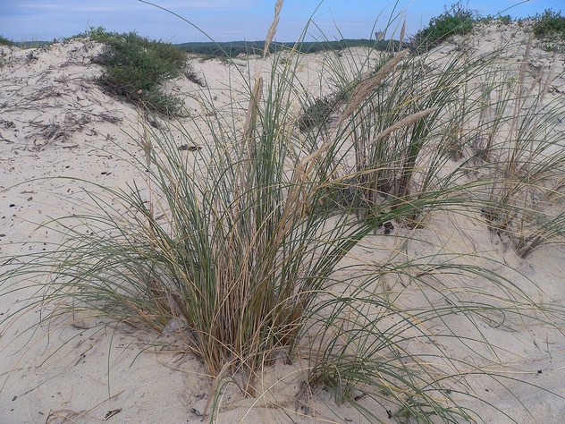 Ammophila arenaria - Poaceae Ammophila arenaria - Poaceae