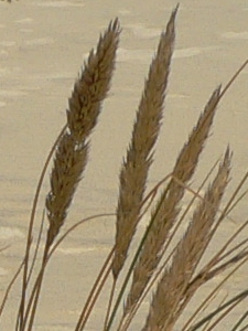 Ammophila arenaria - Poaceae