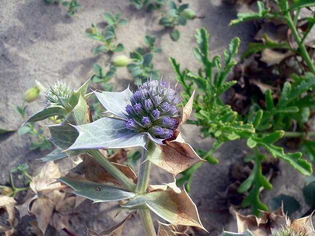 Eryngium maritimum - Apiaceae