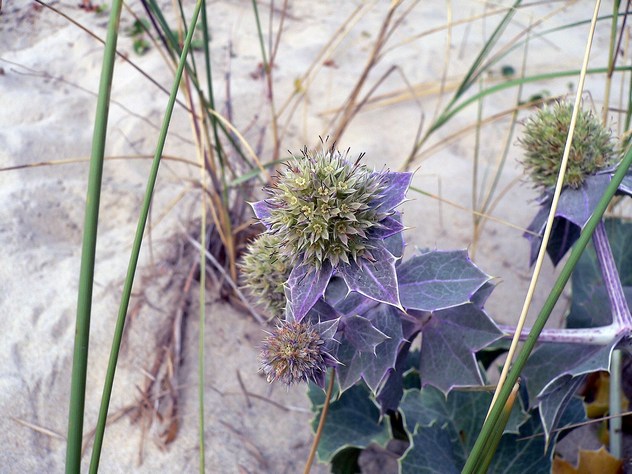 Eryngium maritimum - Apiaceae