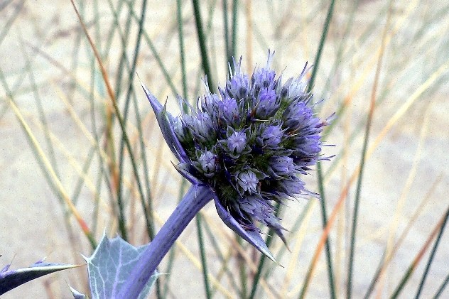 Eryngium maritimum - Apiaceae