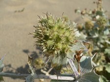 Eryngium maritimum - Apiaceae