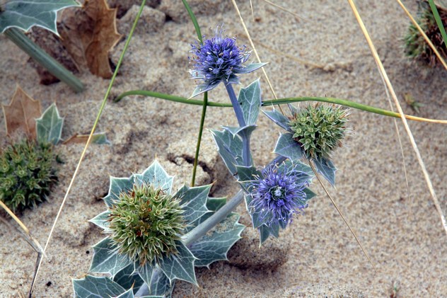 Eryngium maritimum - Apiaceae