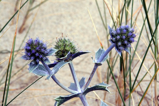 Eryngium maritimum - Apiaceae
