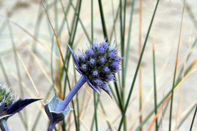 Eryngium maritimum - Apiaceae