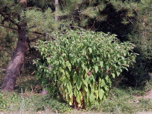 Phytolacca decandra - Phytolaccaceae Phytolacca decandra - Phytolaccaceae
