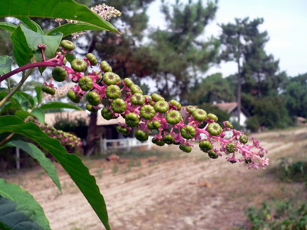 Phytolacca decandra - Phytolaccaceae Phytolacca decandra - Phytolaccaceae