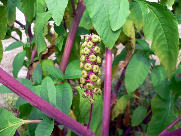 Phytolacca decandra - Phytolaccaceae Phytolacca decandra - Phytolaccaceae