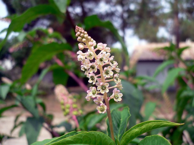 Phytolacca decandra - Phytolaccaceae Phytolacca decandra - Phytolaccaceae