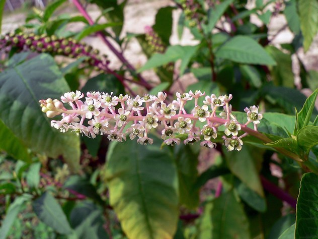 Phytolacca decandra - Phytolaccaceae Phytolacca decandra - Phytolaccaceae