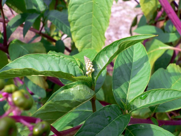 Phytolacca decandra - Phytolaccaceae Phytolacca decandra - Phytolaccaceae