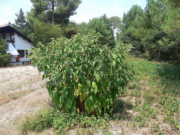 Phytolacca decandra - Phytolaccaceae Phytolacca decandra - Phytolaccaceae