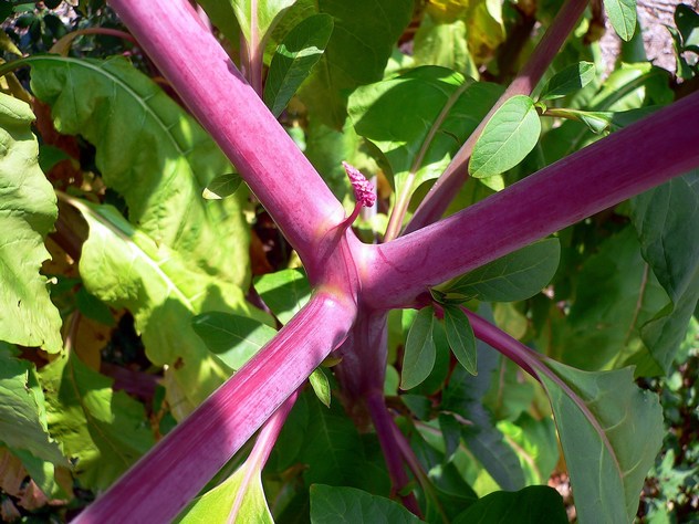 Phytolacca decandra - Phytolaccaceae Phytolacca decandra - Phytolaccaceae