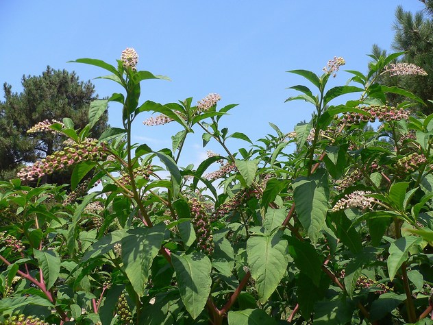 Phytolacca decandra - Phytolaccaceae Phytolacca decandra - Phytolaccaceae