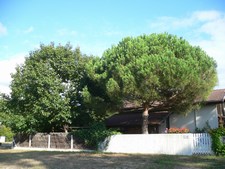 Pinus pinea - Pinaceae