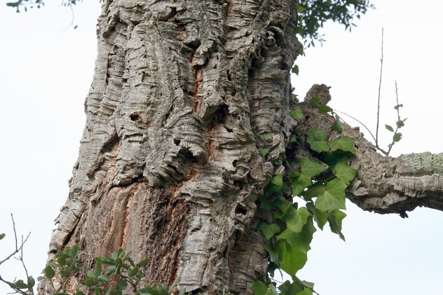 Quercus suber - Fagaceae Quercus suber - Fagaceae