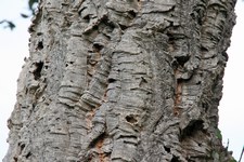 Quercus suber - Fagaceae