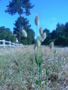 Lagurus ovatus - Poaceae