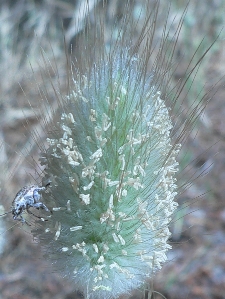 Lagurus ovatus - Poaceae