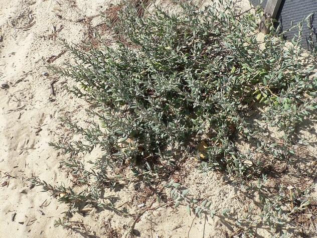 Polygonum maritimum - Polygonaceae Polygonum maritimum - Polygonaceae