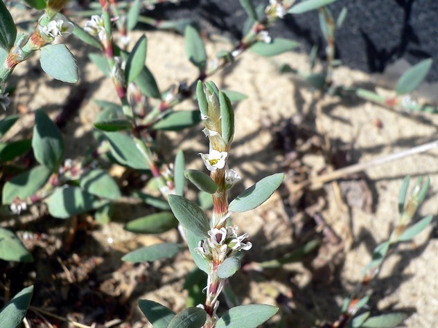 Polygonum maritimum - Polygonaceae Polygonum maritimum - Polygonaceae
