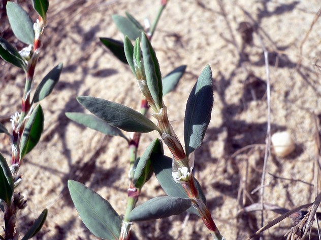 Polygonum maritimum - Polygonaceae Polygonum maritimum - Polygonaceae
