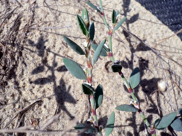 Polygonum maritimum - Polygonaceae Polygonum maritimum - Polygonaceae