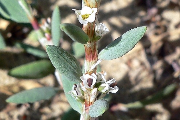 Polygonum maritimum - Polygonaceae Polygonum maritimum - Polygonaceae
