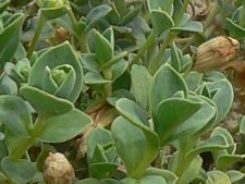 Silene uniflora - Caryophyllaceae