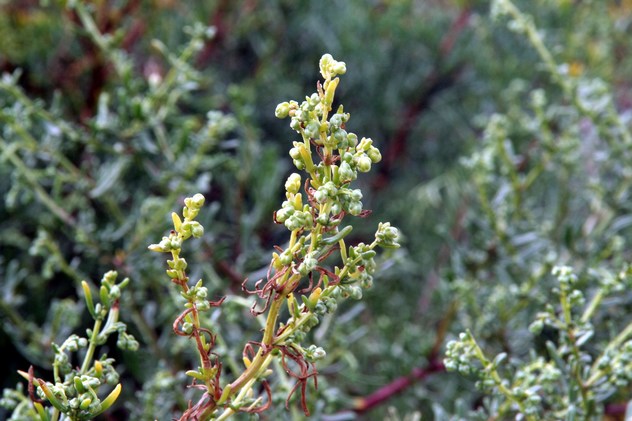 Salsola kali - Chenopodiaceae Salsola kali - Chenopodiaceae