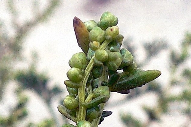 Salsola kali - Chenopodiaceae Salsola kali - Chenopodiaceae