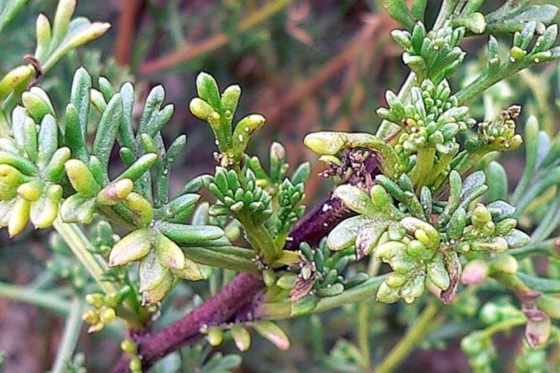 Salsola kali - Chenopodiaceae Salsola kali - Chenopodiaceae