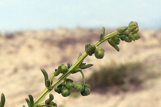 Salsola kali - Chenopodiaceae Salsola kali - Chenopodiaceae