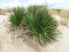 Yucca Gloriosa - Agavaceae