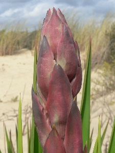 Yucca Gloriosa - Agavaceae