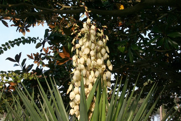 Yucca Gloriosa - Agavaceae