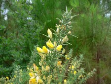 Ulex Europaeus - Fabaceae