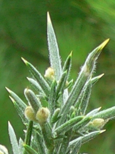 Ulex Europaeus - Fabaceae