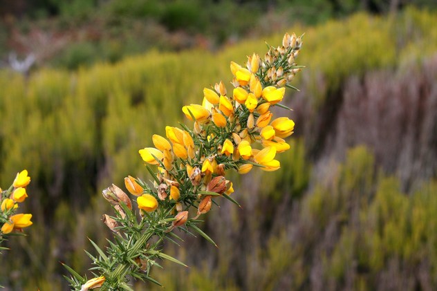 Ulex Europaeus - Fabaceae Ulex Europaeus - Fabaceae