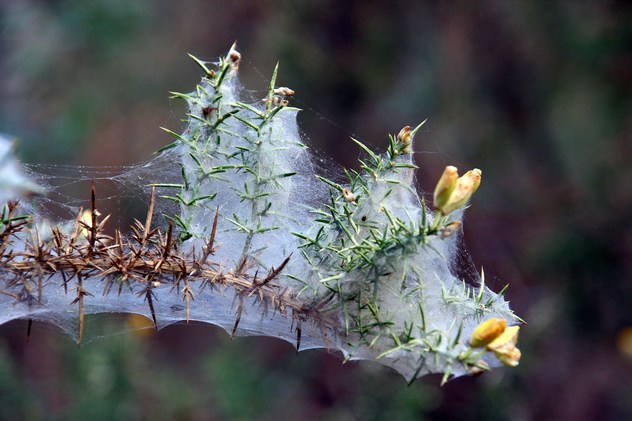 Ulex Europaeus - Fabaceae Ulex Europaeus - Fabaceae