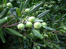 Pittosporum tobira - Pittosporaceae