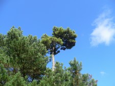 Pinus pinaster - Pinaceae