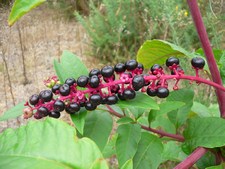 Phytolacca decandra - Phytolaccaceae