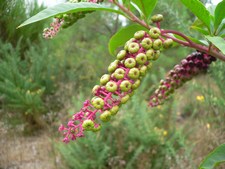 Phytolacca decandra - Phytolaccaceae