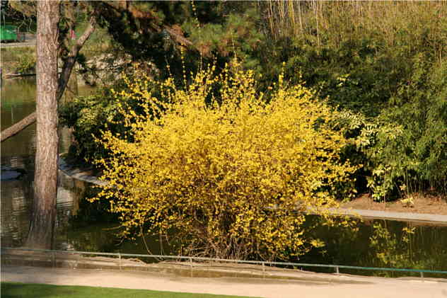 Forsythia