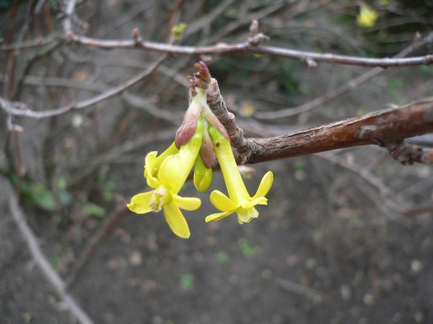 Genêt - Genista germanica
